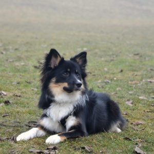 Jara liegend